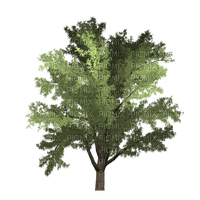 Tree - nemokama png
