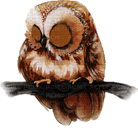 owl hibou   animated gif - Бесплатный анимированный гифка
