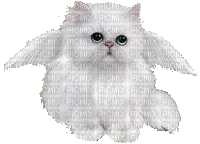 Cat1 - GIF animé gratuit