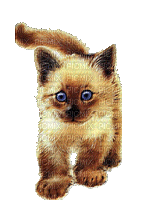 cat_chat_animals_gif/Blue DREAM 70 - 無料のアニメーション GIF