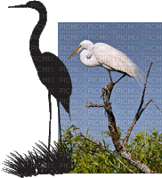 crane birds bp - Free animated GIF