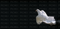White Dove - GIF animasi gratis