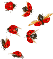 soave deco ladybug - 免费PNG
