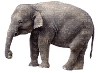 elefante - kostenlos png
