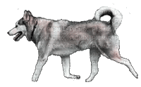ani--hund--dog - 無料のアニメーション GIF