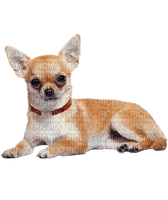 Kaz_Creations Dog Pup - png gratuito