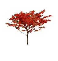 Árbol de Otoño - GIF animado grátis
