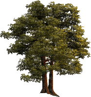 Bäume - Gratis geanimeerde GIF