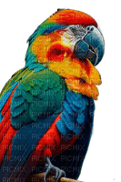 Попугай - png grátis
