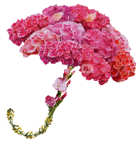 Animated Flower Hydrangea Umbrella - GIF animé gratuit