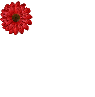 fleur-red flower