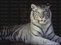 Tigre blanc - ingyenes png