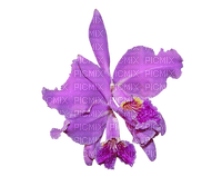 orchids purple bp - gratis png