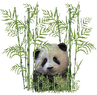 panda - 無料のアニメーション GIF