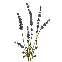 Lavender.Lavande.Fleur.Flower.Victoriabea - GIF animé gratuit