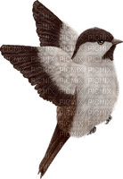 Oiseaux Blanc Brun:) - PNG gratuit