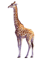 Kaz_Creations Giraffe - Free PNG