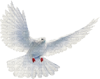 Colombe-oiseau-bird-love-peace - GIF animé gratuit