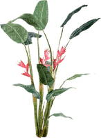 Plants.plante.Fleur.Flower.Victoriabea - 無料png
