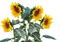 sunflowers bp - png grátis