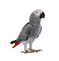 bird-Parrot-perroquet-exotique-oiseau