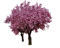 cheery-blossom-tree- - nemokama png