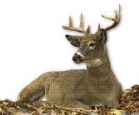 Kaz_Creations Deer - ingyenes png
