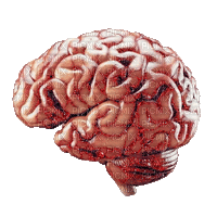 wrinkly brain - Δωρεάν κινούμενο GIF