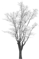 Winter branch _tree the snow_hiver branche arbre neige - Free PNG