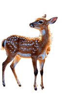 deer - png gratis