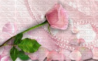 chantalmi fond rose perle - kostenlos png