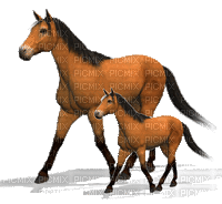 aze cheval marron Brown - GIF animé gratuit