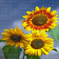 TOURNESOL sunflowers 3 d  gif - Free animated GIF