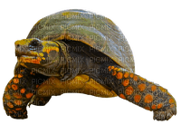 Kaz_Creations Turtle - 免费PNG