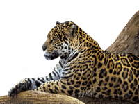 Kaz_Creations Animals Leopard - bezmaksas png