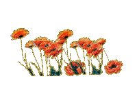 flores amapolas gif dubravka4 - GIF animasi gratis