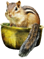 chipmunks - 免费动画 GIF