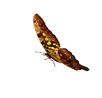 chantalmi papillon butterfly marron brown - GIF animado gratis