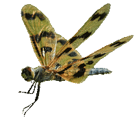 dragonfly - Бесплатный анимированный гифка