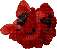 coquelicot.Cheyenne63 - δωρεάν png