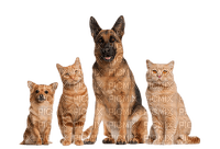 cat dog family - png gratis