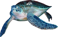 Sea.Turtle.White.Blue - Free PNG