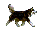 Trotting Dog - GIF animasi gratis