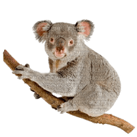 Australia animals bp - 無料png