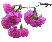 цветы - безплатен png