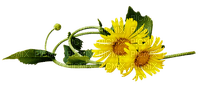 Kaz_Creations Deco Flowers Dandelion Flower - 無料png
