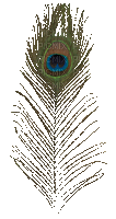Peacock feather - Darmowy animowany GIF