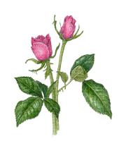 pink roses - бесплатно png
