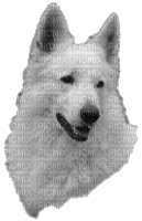 loup blanc - GIF animasi gratis