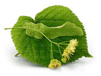 Linden Blossom Honey - Bogusia - PNG gratuit